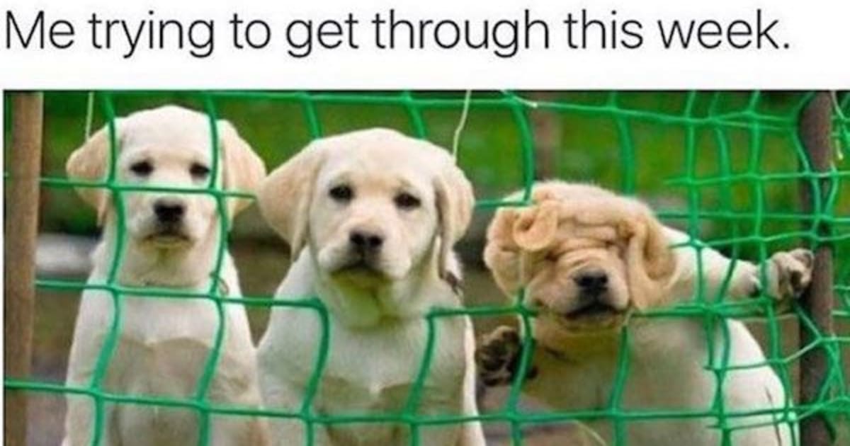25 Mood-Improving Memes for When You're Having a Bad Day ...