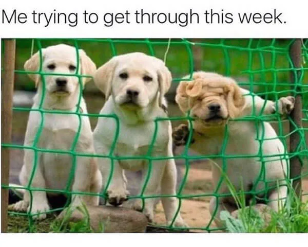 me trying to get through the week meme with puppies