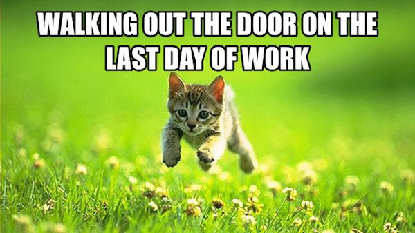 first day of work meme cat