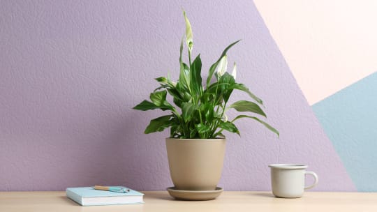 peace lilies on desk