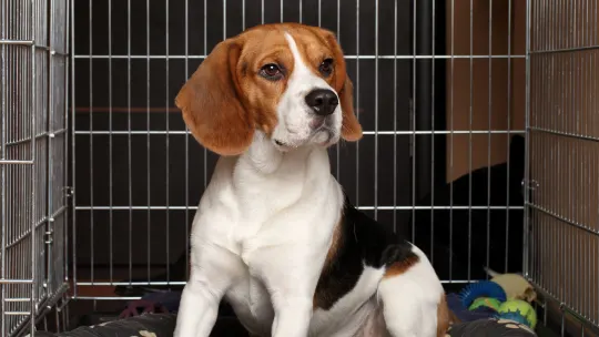 puppy in crate