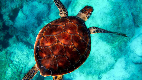 Sea Turtle