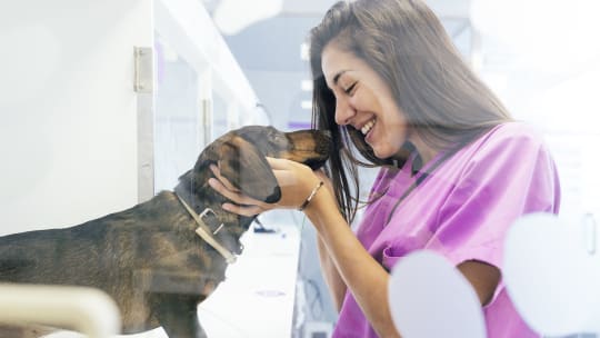 vet examining a dog
