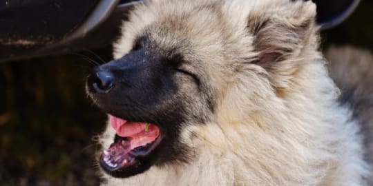 dog laughing