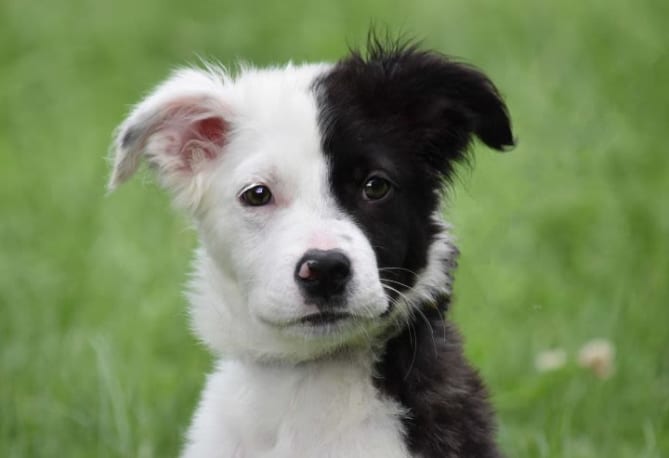 A Dog's Life - Adopting Pets.