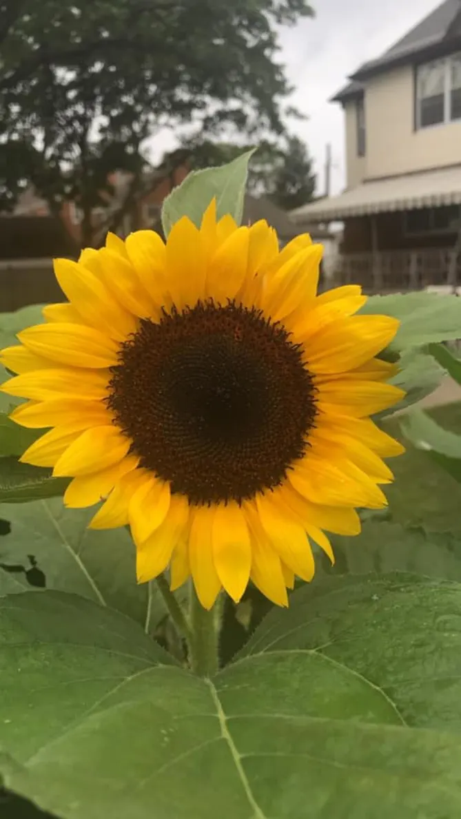 My sunflowers are here!