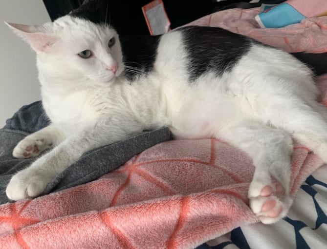Rack Kitty is so excited about the ability to share his photo!!