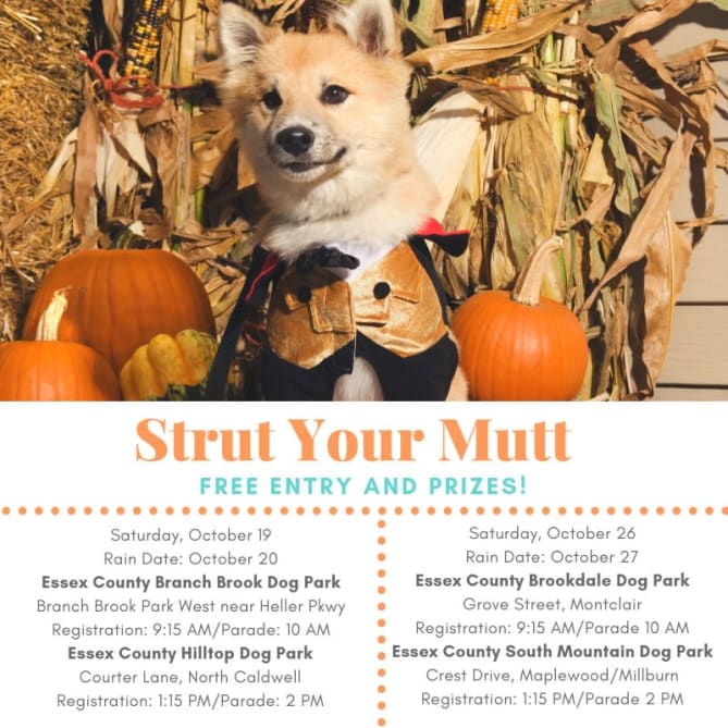 Tomorrow join us at 9:15am for Strut Your Mutt: Canine Costume Contest in Brookdale Park and again at 1:15pm for Strut Your M...