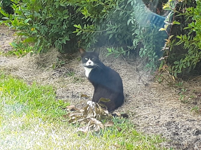 Never underestimate the ferral cats in your neighborhood.....