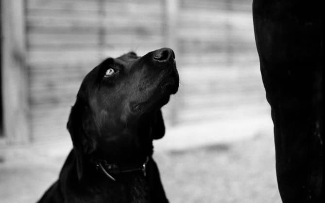 Article about the science of dog learning and how dog trainers have been making their own discoveries about canine cognitive ...