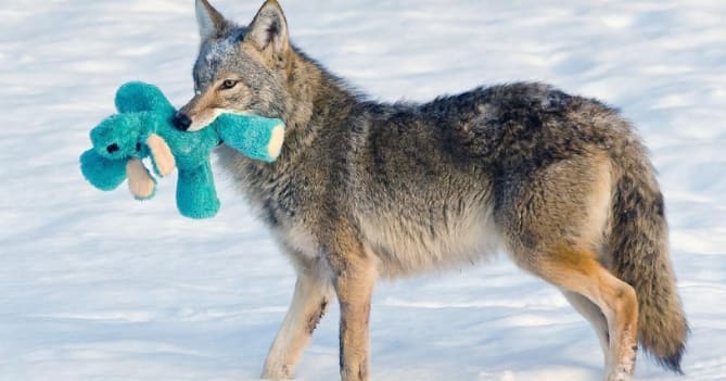 "..coyotes are a lot like our dogs.