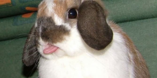 Rabbit laughing