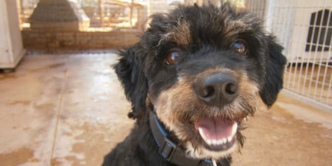 dog at animal shelter