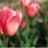 Wanda Shaw image