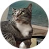 cat d image