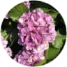 PS image