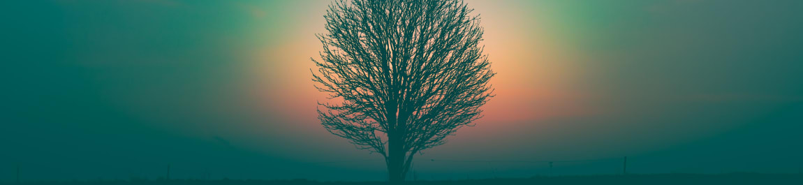 Psychedelic Therapy header image