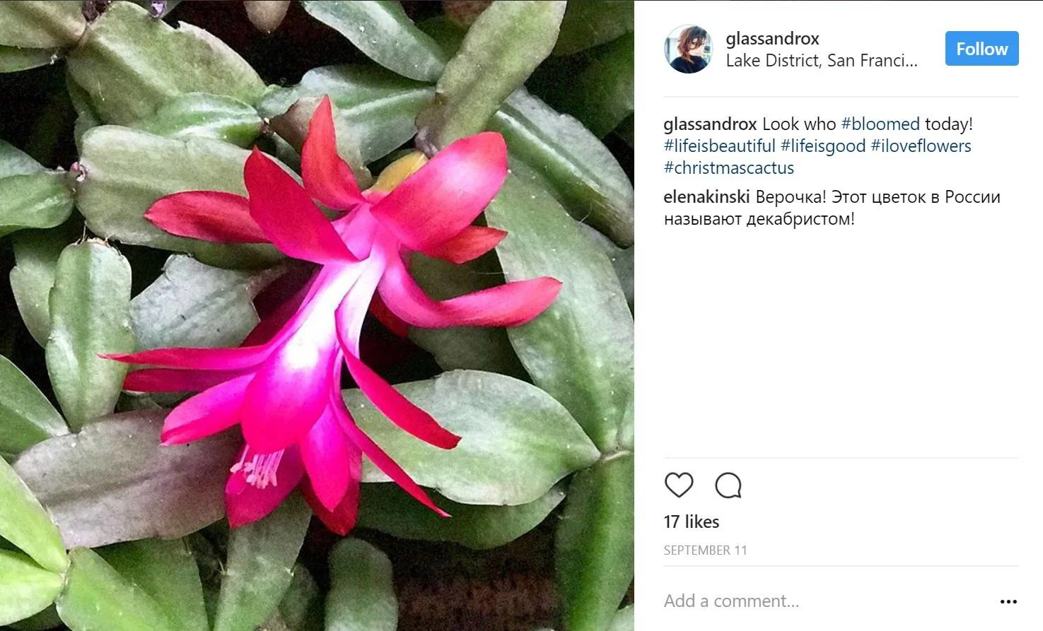 cactus