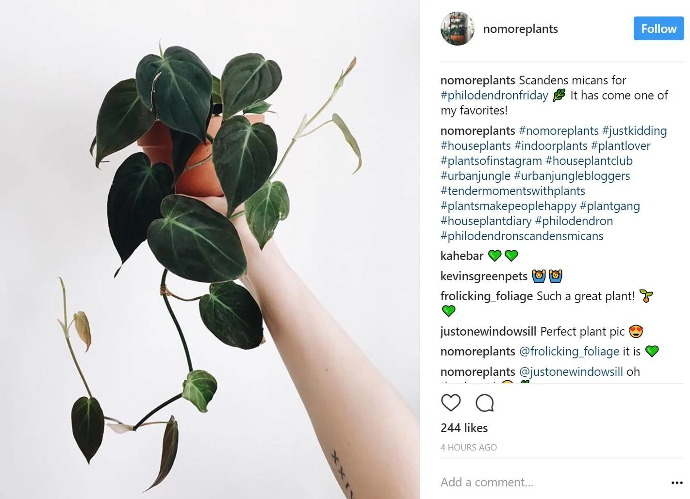 philodendron