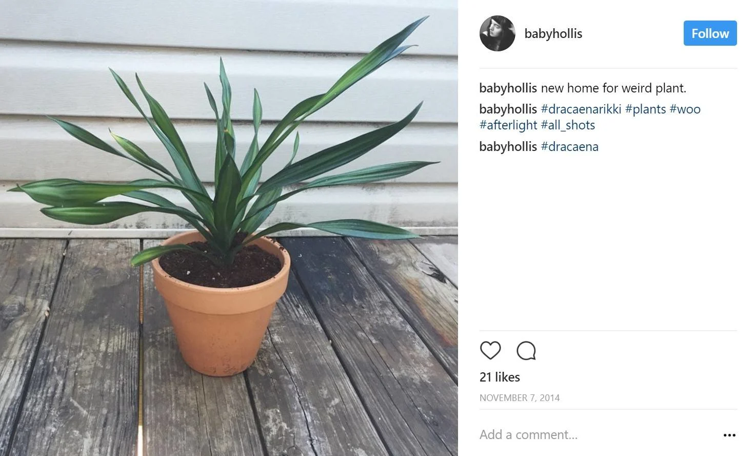 Dracaena rikki