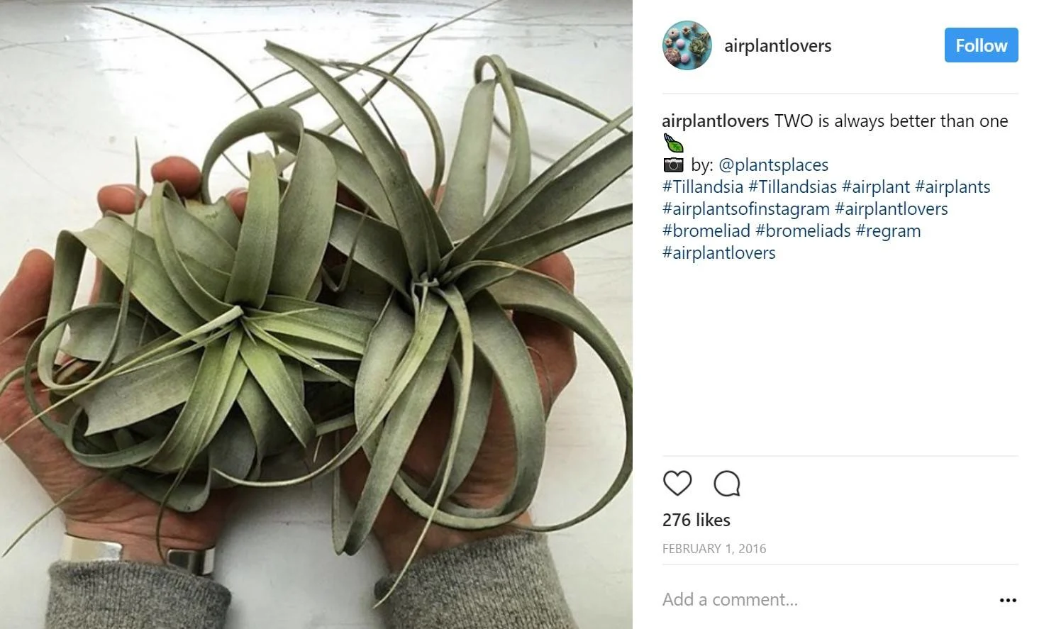 air plant