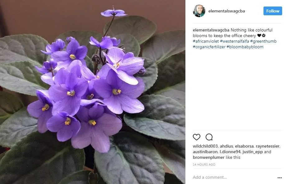 african violet