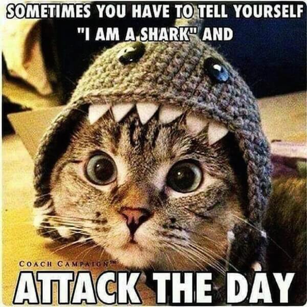 you got it meme with attack the day cat