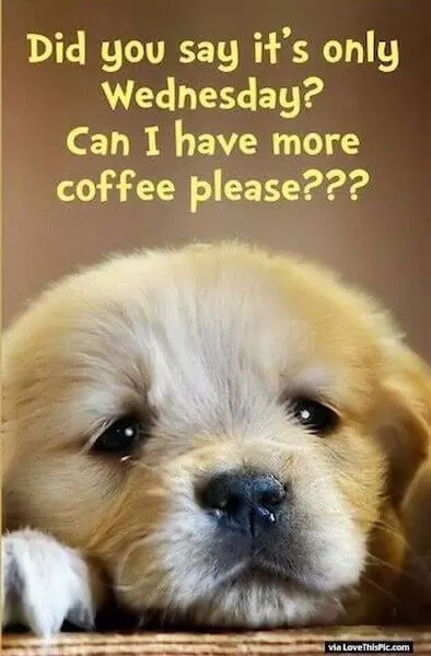 Wednesday coffee meme with puppy